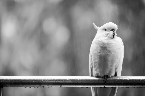 Kakatoe in regen — Stockfoto