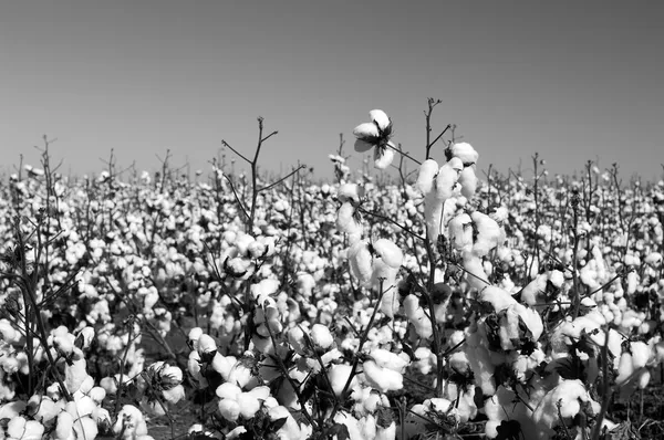 Campi di cotone — Foto Stock