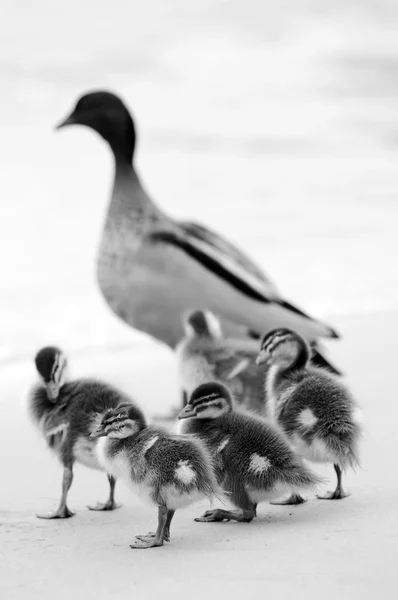 Ducklings in black and white — Stock Photo, Image