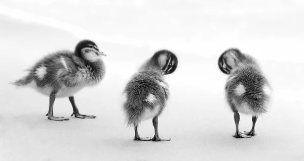 Ducklings in black and white — Stock Photo, Image
