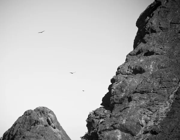 Águilas en blanco y negro —  Fotos de Stock