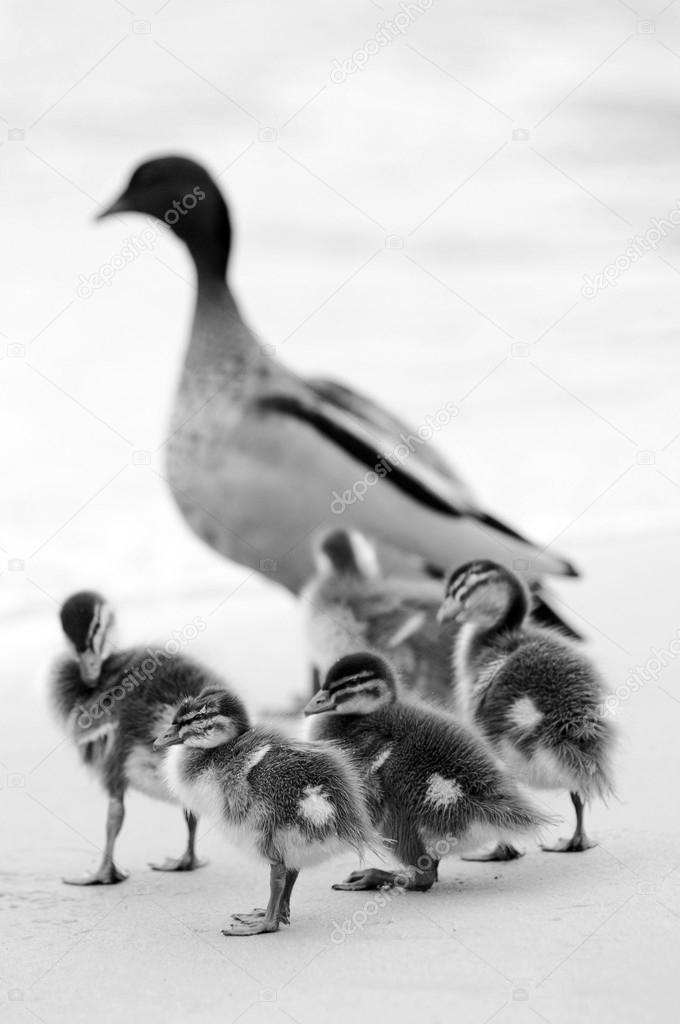 Ducklings in black and white