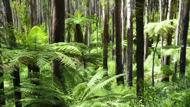 Tree Ferns — Stock Video