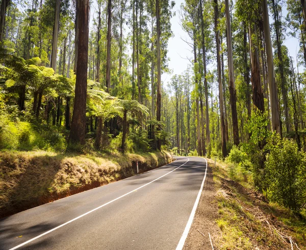 Road forest — Zdjęcie stockowe