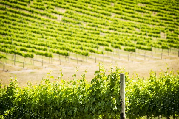 Grape Vines — Stock Photo, Image