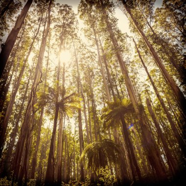 Fern Forest Filtered clipart