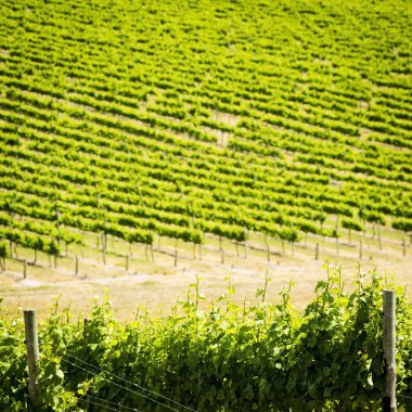 Üzüm Asmaları