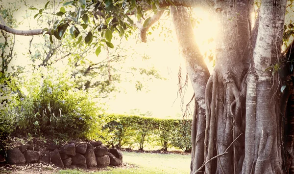 Albero di fico — Foto Stock