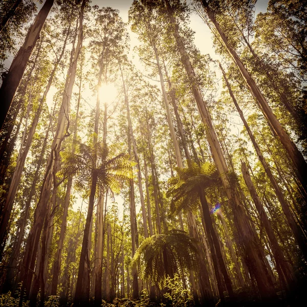 Floresta de Samambaia Filtrada — Fotografia de Stock