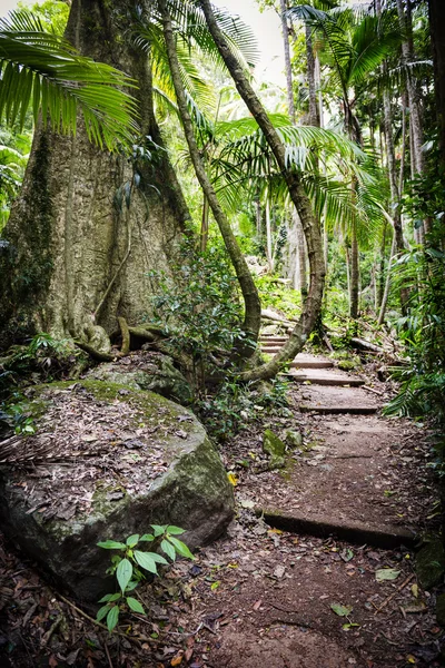 Caminho florestal — Fotografia de Stock