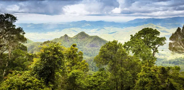 Queensland regenwoud — Stockfoto