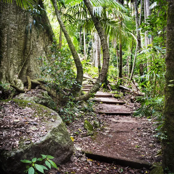 Caminho florestal — Fotografia de Stock