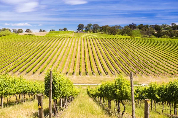 Vineyard — Stock Photo, Image