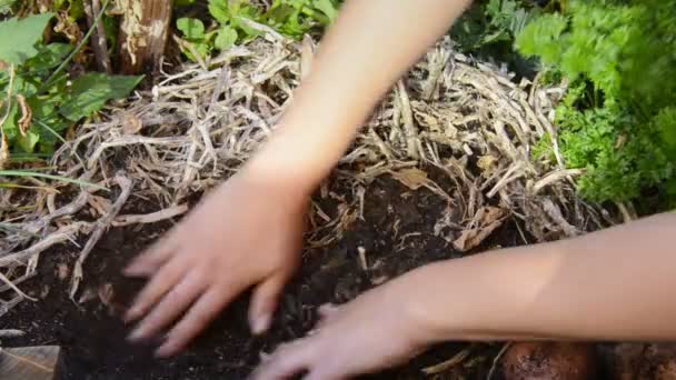 Desenterrar batatas — Vídeo de Stock