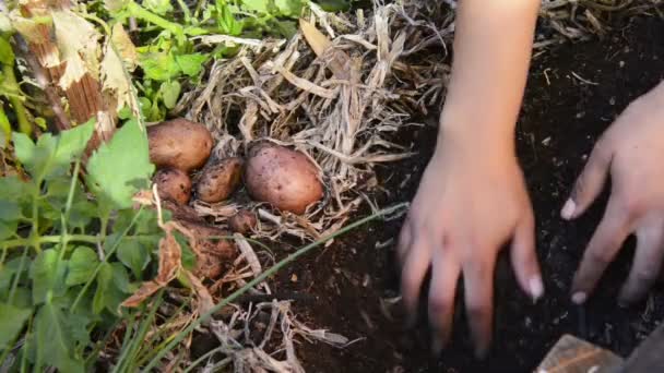 Desenterrando papas — Vídeo de stock