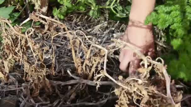 Kertészkedés — Stock videók