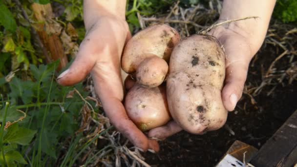 Biologische aardappelen — Stockvideo