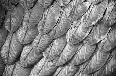 Eagle Feathers clipart