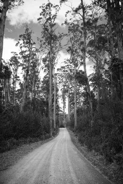 Camino forestal —  Fotos de Stock