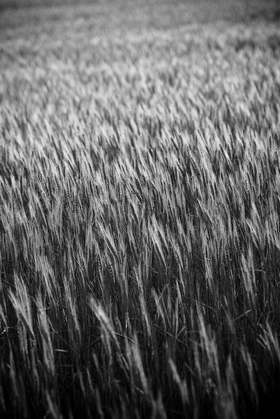 Campos de grano —  Fotos de Stock