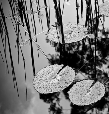 Lilly Pad Pond