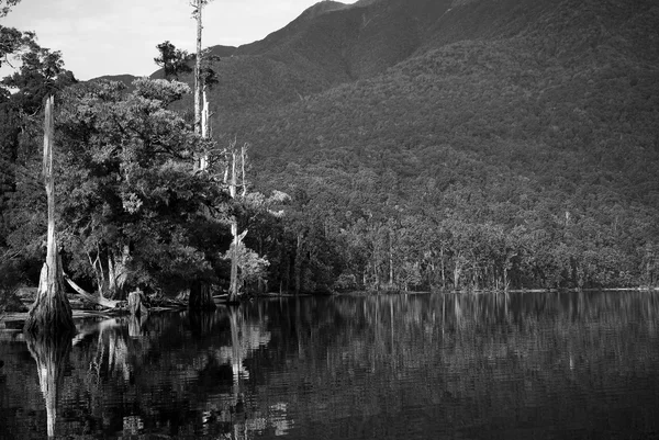 Lago da selva — Fotografia de Stock