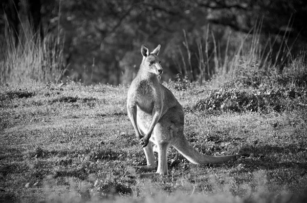 Canguro — Foto Stock