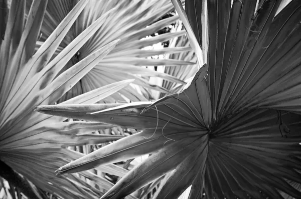 Palm Leaf Background — Stock Photo, Image