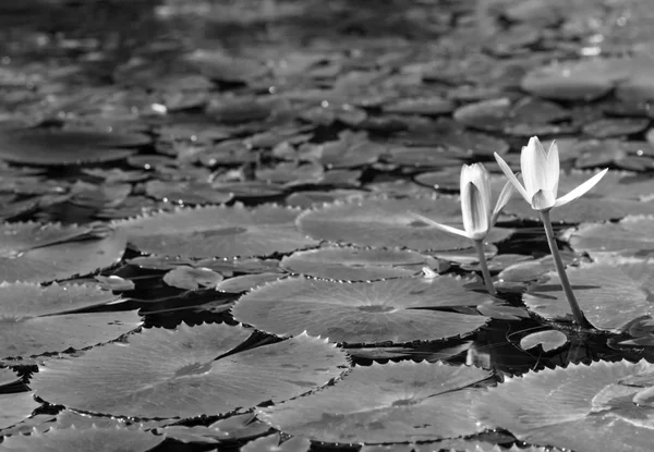 Lily Pond — Stock Photo, Image