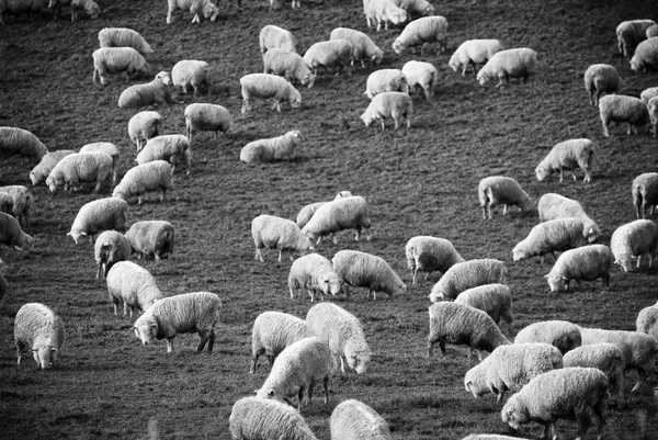 Moutons — Photo