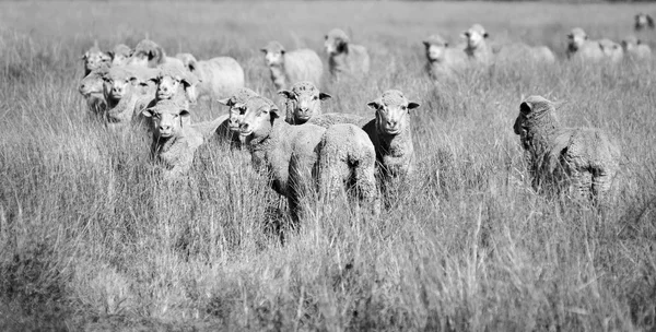 Усміхаючись овець — стокове фото