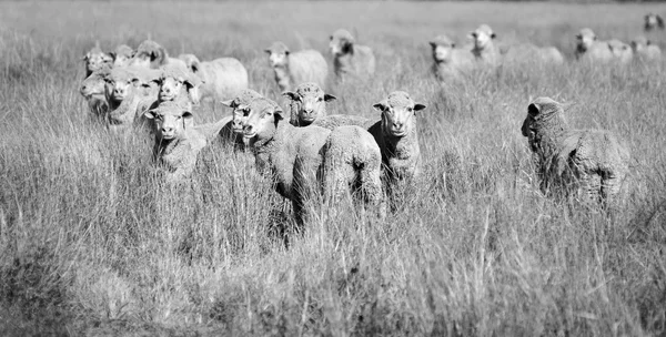 Smiling Sheep — Stock Photo, Image