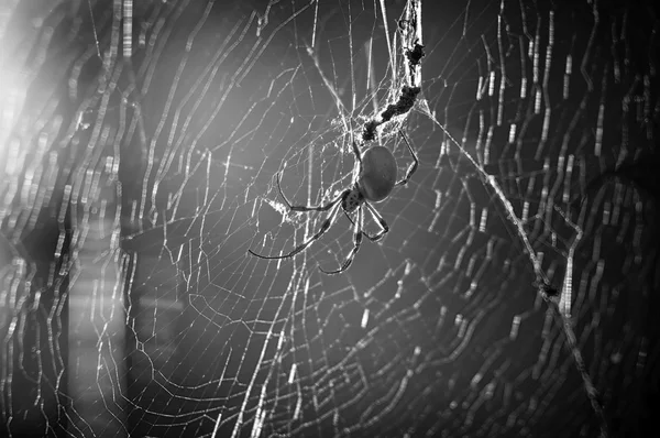 Spindel i nätet — Stockfoto