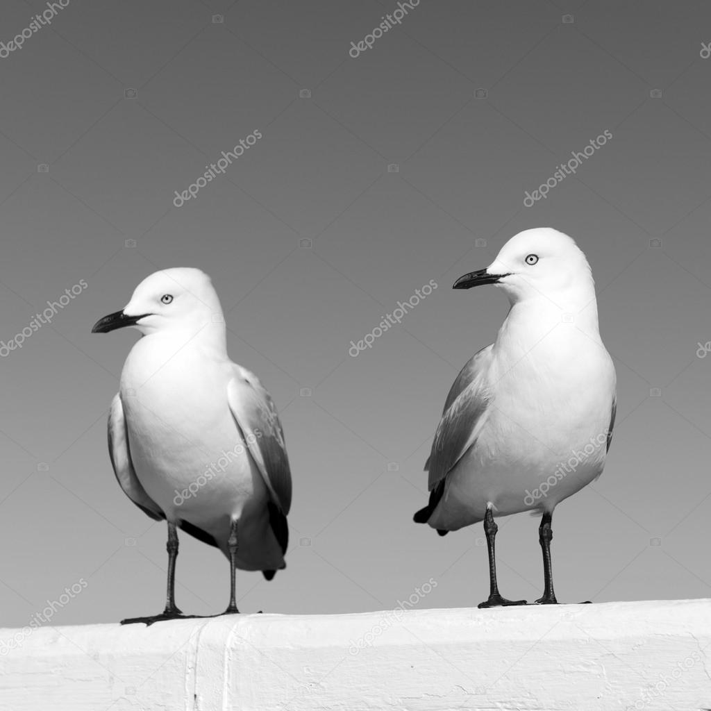 Seagulls