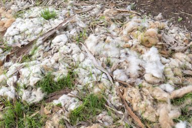 Bir çiftlikte yerdeki Avustralya kuzu yün yaptı