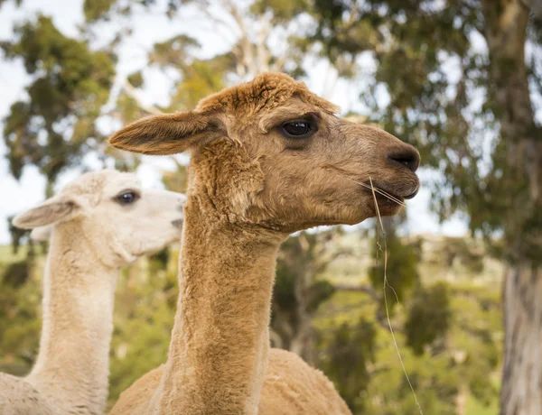 Alpaca — Stock Photo, Image