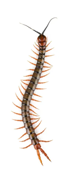 izole kırkayak