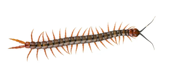 Centipede Isolated — Stock Photo, Image