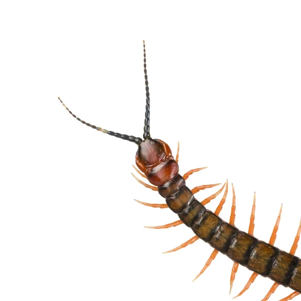 Centipede Isolated — Stock Photo, Image