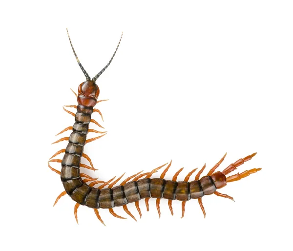 Centipede Isolated — Stock Photo, Image