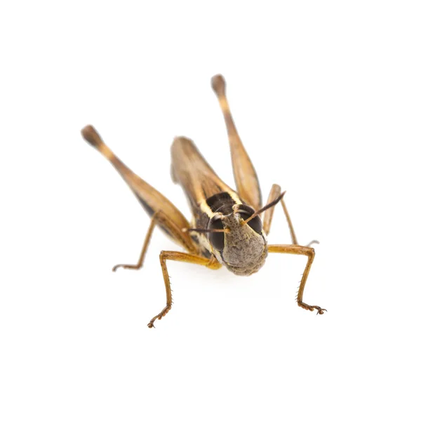 Grasshopper — Stock Photo, Image