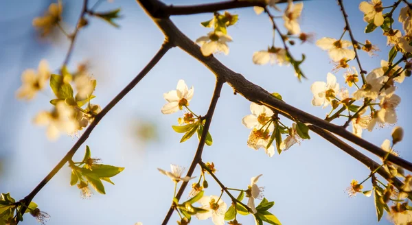 Beautiful Cherry Blossoms Late Afternoon Sunlight — Stock Photo, Image