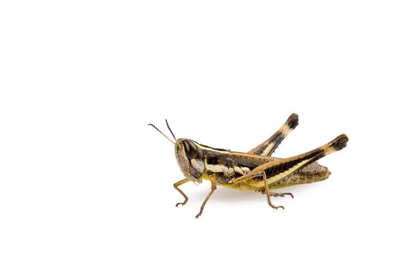 Grasshopper — Stock Photo, Image