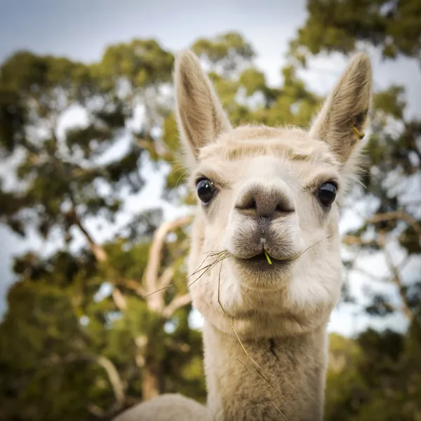 Alpaca Royalty Free Stock Photos