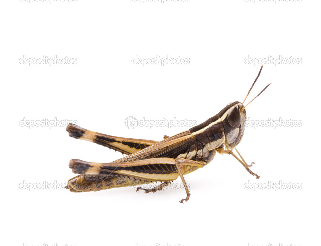 Grasshopper insect isolated on a white background