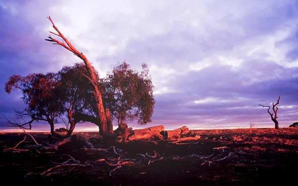 Klasický Australský Venkovská Krajina Při Západu Slunce Gum Padlý Strom — Stock fotografie