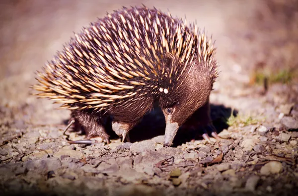 Echidna — Stockfoto