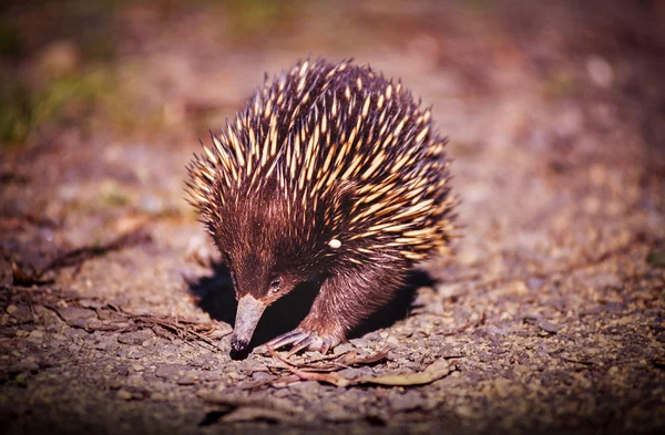 Echidna — Stockfoto