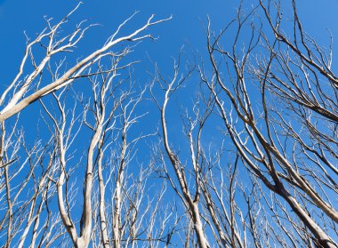 Victoria, Avustralya siyah Cumartesi bushfires sonra tek bir yaprak olmadan ölü ağaçlar