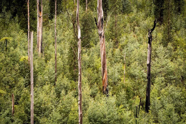 Australian Forest Scenic Ferns Ash Gum Trees Marysville Victoria — Stock Photo, Image